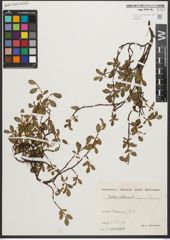 Foto von Salix retusa L.